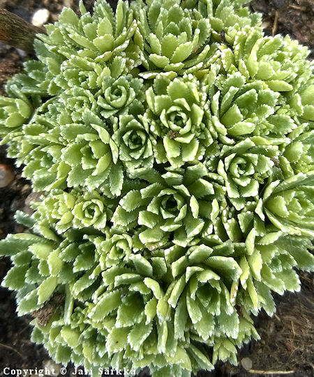 Saxifraga paniculata var. minutifolia, hopearikko